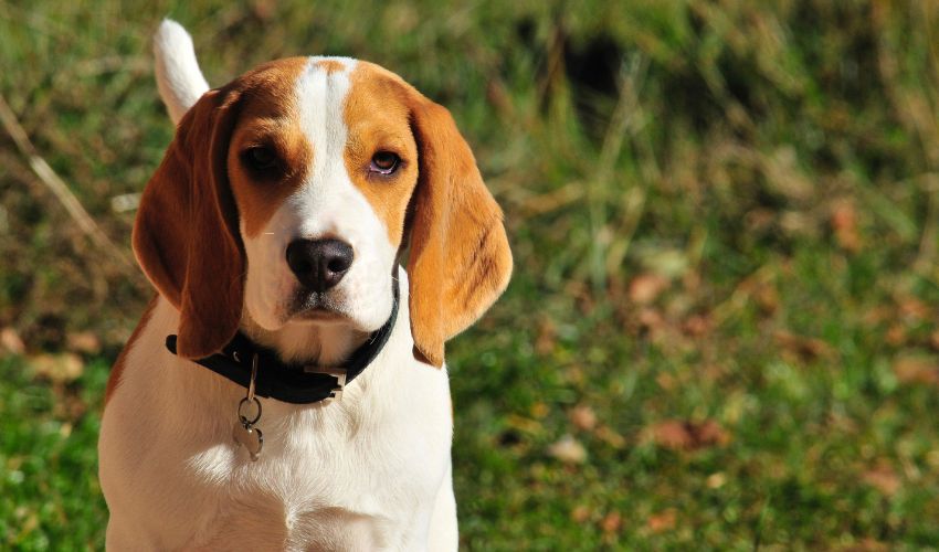 The Ultimate Guide to Essential Training Tools for American English Coonhound Owners